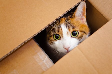 cat-in-a-box02-1
