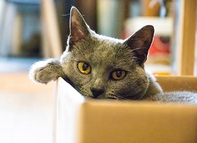 cat-in-a-box03-1