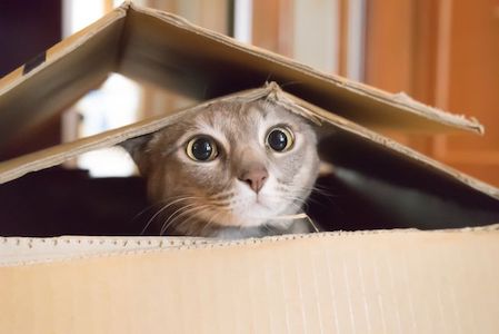 cat-in-a-box05-1