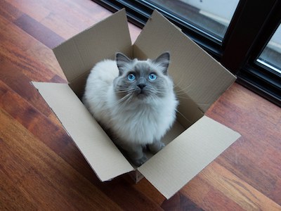 cat-in-a-box06-1