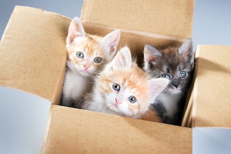 cat-in-a-box07-1