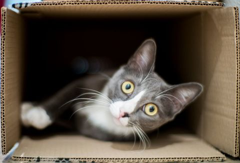 cat-in-a-box09-1